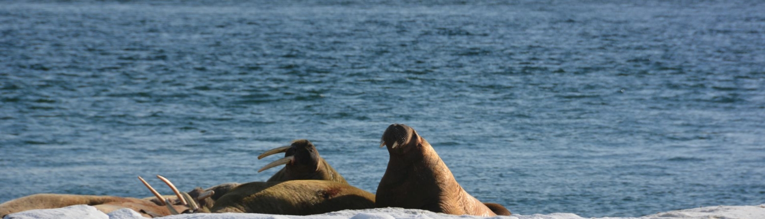 Sichtung einer Walross Familie bei einer Skitour auf Spitzbergen