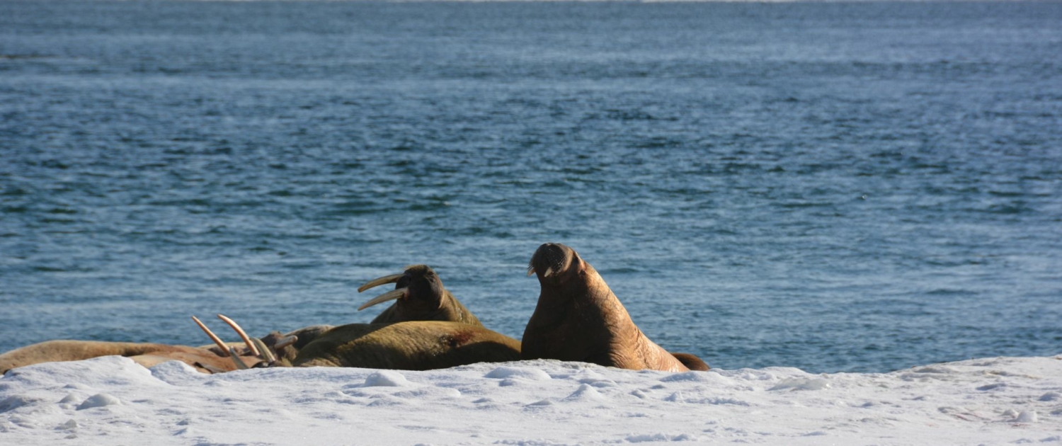 Sichtung einer Walross Familie bei einer Skitour auf Spitzbergen